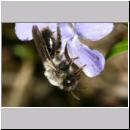 Andrena vaga - Weiden-Sandbiene -12- 02.jpg